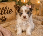 Puppy Millie Yorkshire Terrier