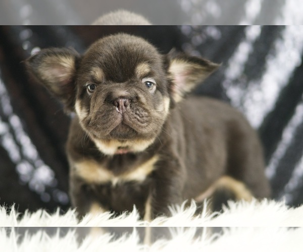 Medium Photo #5 French Bulldog Puppy For Sale in WARSAW, IN, USA
