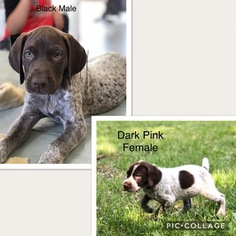 German Shorthaired Pointer Puppy for sale in IRONTON, MN, USA