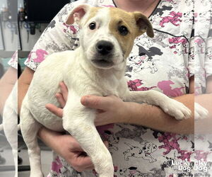 Retriever -Unknown Mix Dogs for adoption in Washington, DC, USA