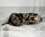 Small Photo #35 Goldendoodle Puppy For Sale in HOWARD CITY, MI, USA