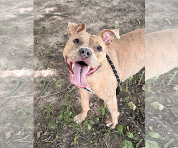 Medium Photo #3 Mutt Puppy For Sale in Jefferson, WI, USA