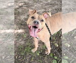 Small #2 Mutt