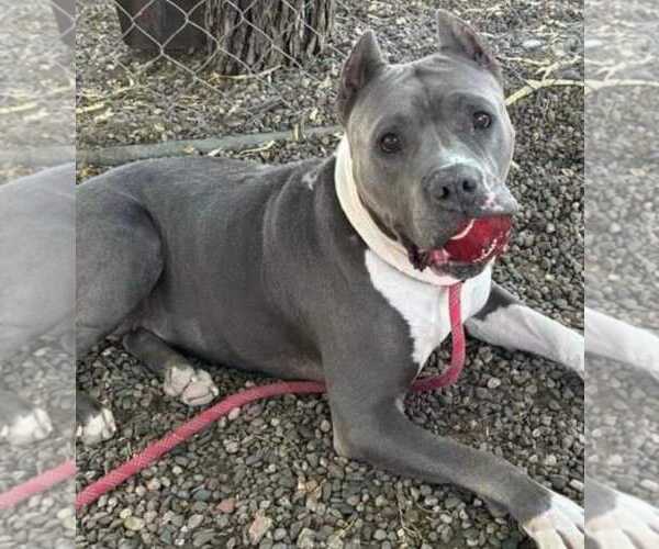 Medium Photo #2 Bulldog-Staffordshire Bull Terrier Mix Puppy For Sale in Chandler, AZ, USA