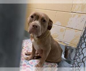 Mutt Dogs for adoption in Tulsa, OK, USA