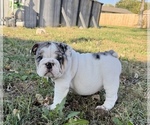Rhino - Male Bulldog Puppy for Sale - Photo #5