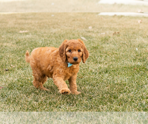 Irish Doodle Puppy for sale in NAPPANEE, IN, USA