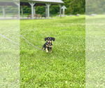 Small #2 Doxle