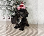 Small Photo #4 Cavapoo (Miniature) Puppy For Sale in GREENFIELD, IN, USA