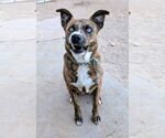 Small #2 Mutt