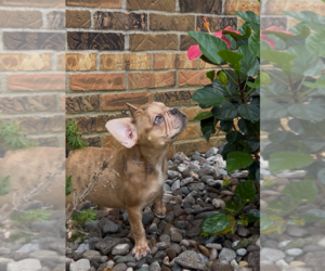 French Bulldog Puppy for sale in RADCLIFF, KY, USA