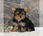 Small Photo #4 Yorkshire Terrier Puppy For Sale in MILL HALL, PA, USA