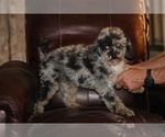 Small #13 Poodle (Miniature)