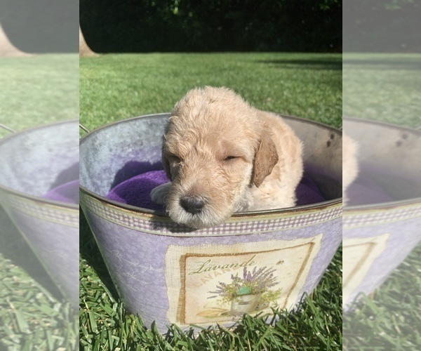Medium Photo #7 Labradoodle Puppy For Sale in DURHAM, CA, USA