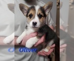 Puppy Oliver Pembroke Welsh Corgi