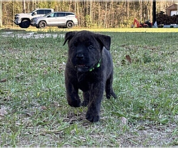 Medium Photo #16 Rotticorso Puppy For Sale in REEVESVILLE, SC, USA