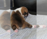 Small #13 Pembroke Welsh Corgi