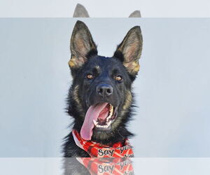 German Shepherd Dog Dogs for adoption in Pasadena, CA, USA