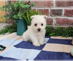 Small West Highland White Terrier