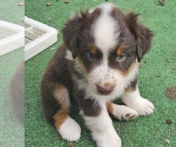 Medium Photo #3 Australian Shepherd Puppy For Sale in NELSON, VA, USA