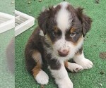 Small Photo #3 Australian Shepherd Puppy For Sale in NELSON, VA, USA