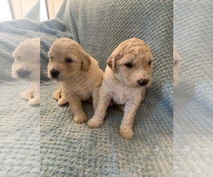 Goldendoodle (Miniature) Puppy for sale in GREENEVILLE, TN, USA
