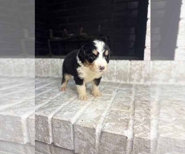 Medium Photo #4 Bernedoodle Puppy For Sale in NICEVILLE, FL, USA