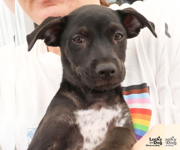 Medium Photo #5 Labrador Retriever-Unknown Mix Puppy For Sale in Washington, DC, USA