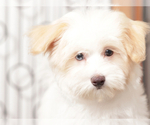 Small #1 Maltipoo