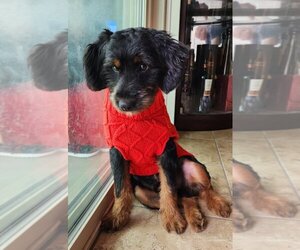 Miniature Bernedoodle Puppy for sale in DELANO, CA, USA