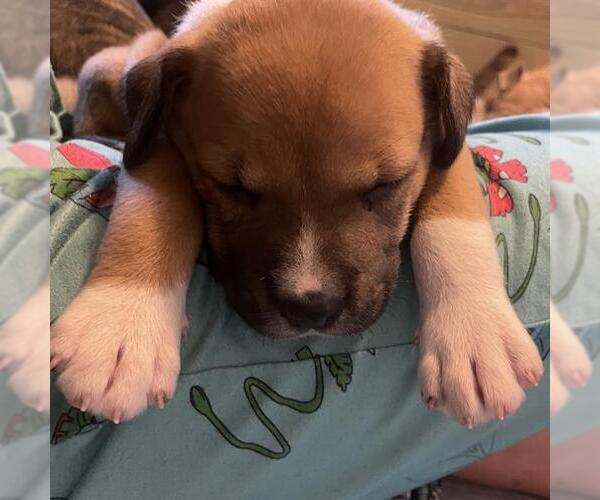 Medium Photo #1 American Staffordshire Terrier-Unknown Mix Puppy For Sale in San Antonio, TX, USA