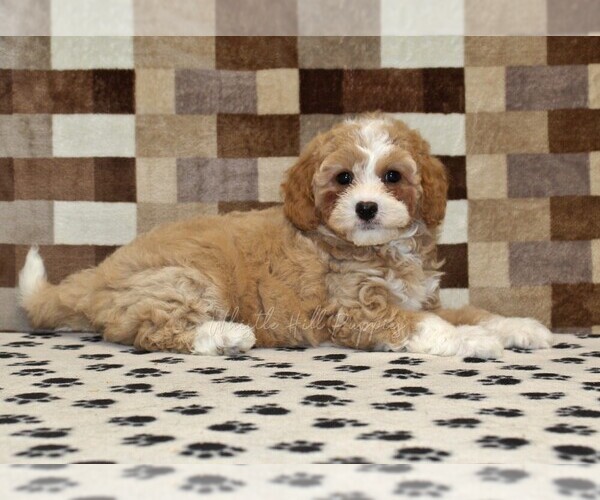 Medium Photo #2 Bernedoodle (Miniature)-Cavapoo (Miniature) Mix Puppy For Sale in DENVER, PA, USA
