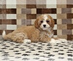 Small #1 Bernedoodle (Miniature)-Cavapoo (Miniature) Mix
