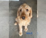Small #3 Labradoodle