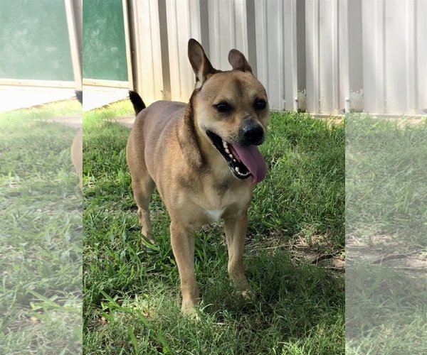 Medium Photo #2 Mutt Puppy For Sale in San Leon, TX, USA