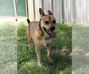 Peanut - Male Mutt Dog for Adoption - Photo #2