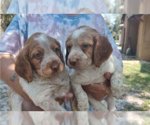 Medium Photo #5 Brittany Puppy For Sale in FORT MC COY, FL, USA