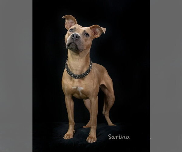 Medium Photo #2 Mutt Puppy For Sale in Hot Springs Village, AR, USA