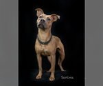 Small #1 Mutt