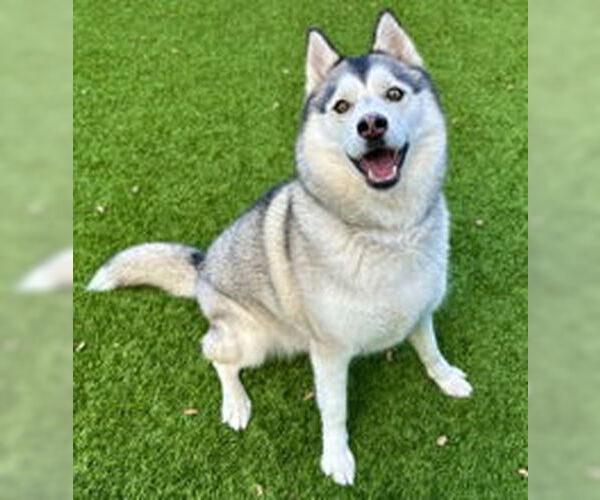 Medium Photo #1 Siberian Husky Puppy For Sale in Salinas, CA, USA