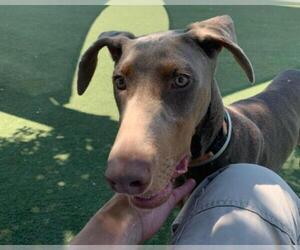 Doberman Pinscher Dogs for adoption in Martinez, CA, USA