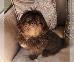 Chocolate Liver - Male Shih Tzu Puppy for Sale - Photo #2