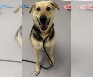 Mutt Dogs for adoption in Woodbury, NY, USA