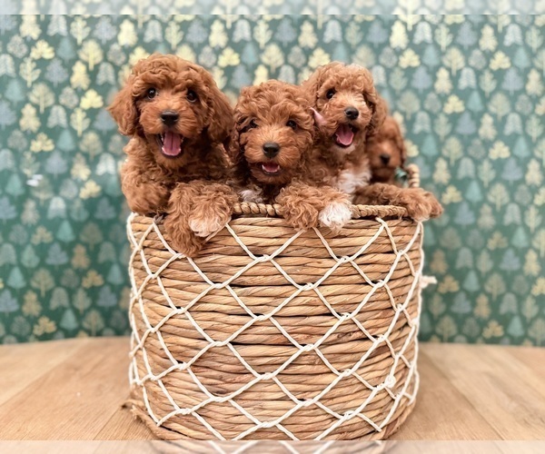 Medium Photo #2 Goldendoodle mix (+ Poodle Miniature) Puppy For Sale in OREM, UT, USA