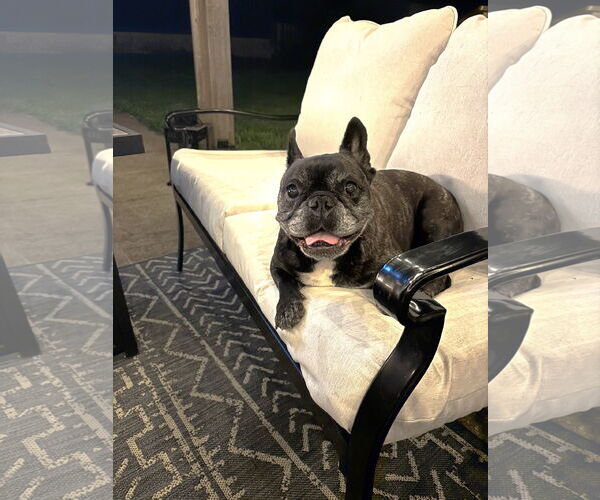 Medium Photo #2 French Bulldog Puppy For Sale in St. Louis Park, MN, USA