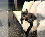 Small #1 French Bulldog