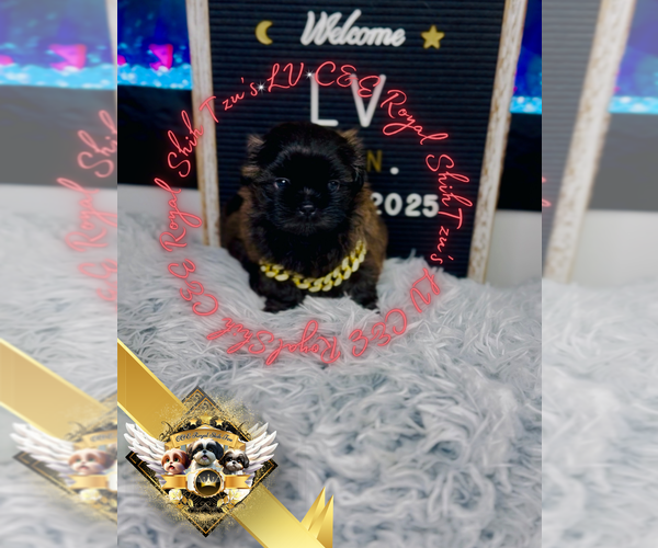 Medium Photo #5 Shih Tzu Puppy For Sale in ATHENS, GA, USA