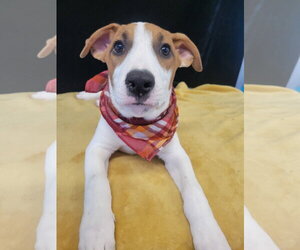 Duckie - Male Borador Dog for Adoption - Photo #2