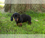 Puppy Becca Dachshund
