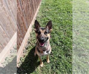 German Shepherd Dog-Unknown Mix Dogs for adoption in Plano, TX, USA